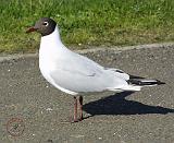 Black-headed Gull 8R31D-10